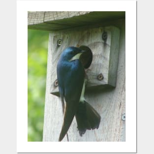 Swallow Bird Checking Out a Birdhouse Posters and Art